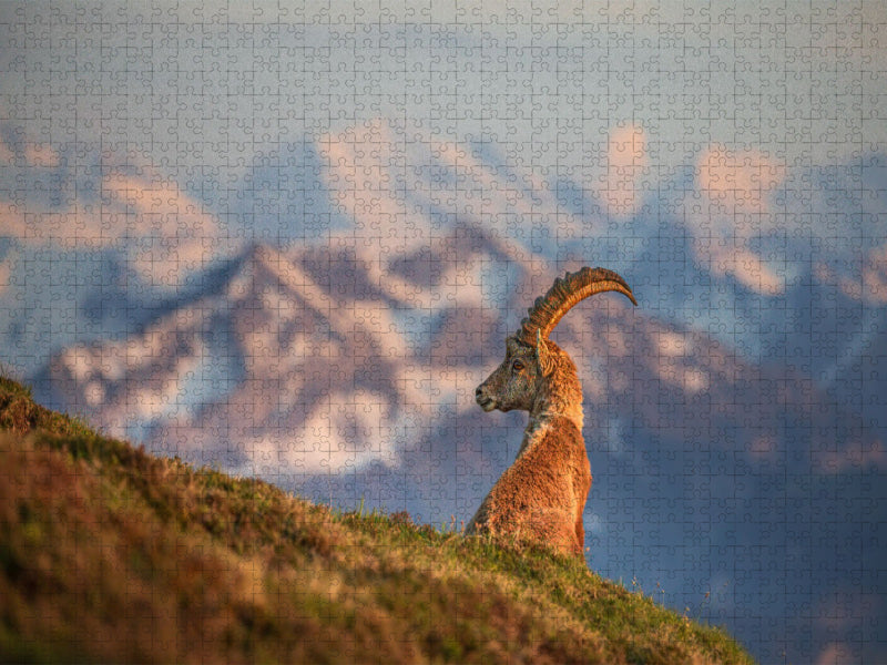 Alpensteinbock - CALVENDO Foto-Puzzle'