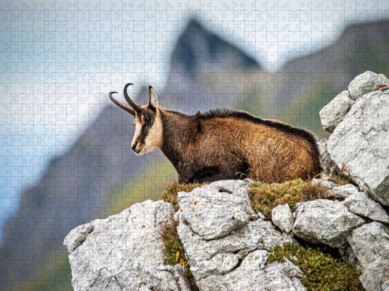 Gämse - CALVENDO Foto-Puzzle'