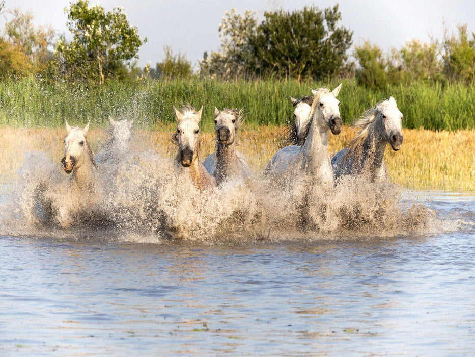 Abkühlung im Sumpf - CALVENDO Foto-Puzzle'