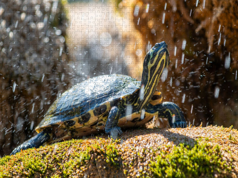 Gelbbauch-Schmuckschildkröte im Schildkrötenbrunnen in Šibenik - CALVENDO Foto-Puzzle'