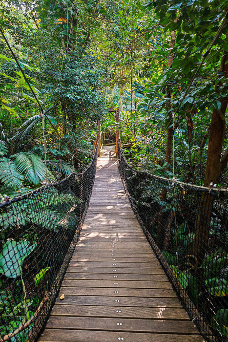 Premium Textil-Leinwand Hängebrücke im Jungle von Guadeloupe