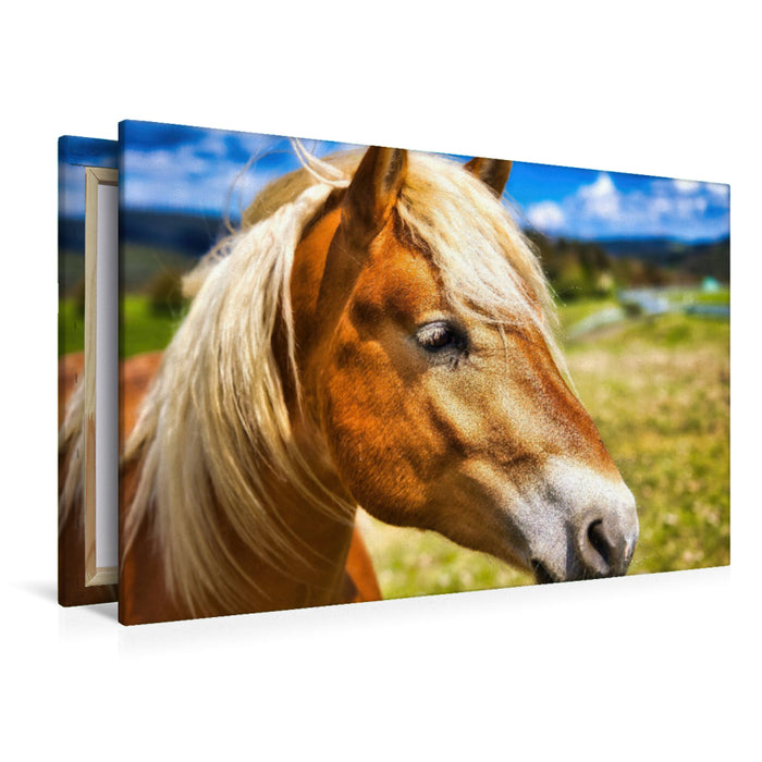 Premium Textil-Leinwand Haflinger Stute