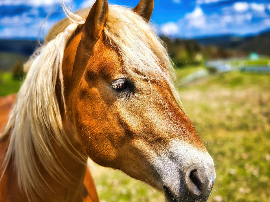 Haflinger Stute - CALVENDO Foto-Puzzle'