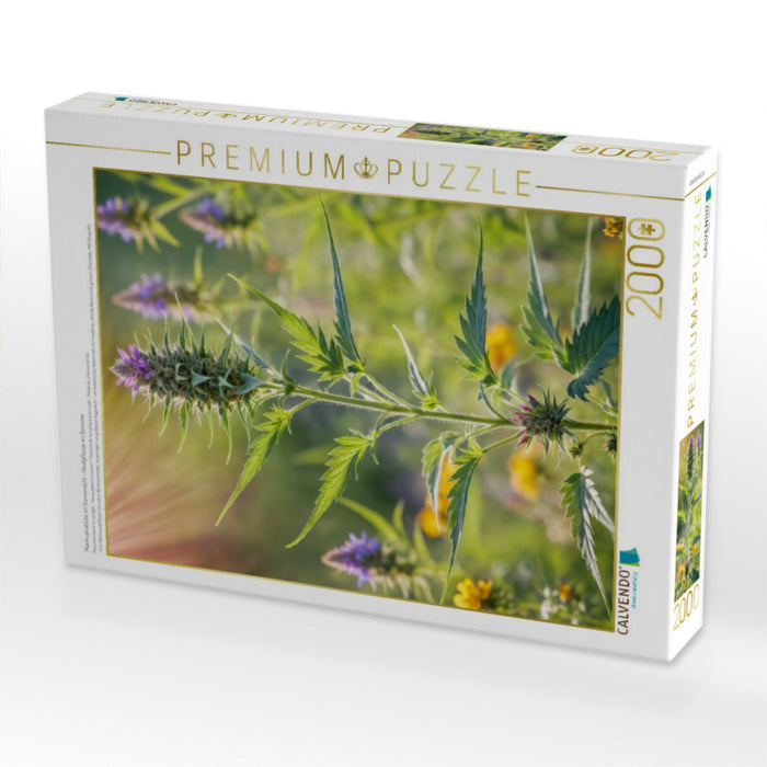 Marihuanablüte im Sonnenlicht - Hanfpflanze im Sommer - CALVENDO Foto-Puzzle'
