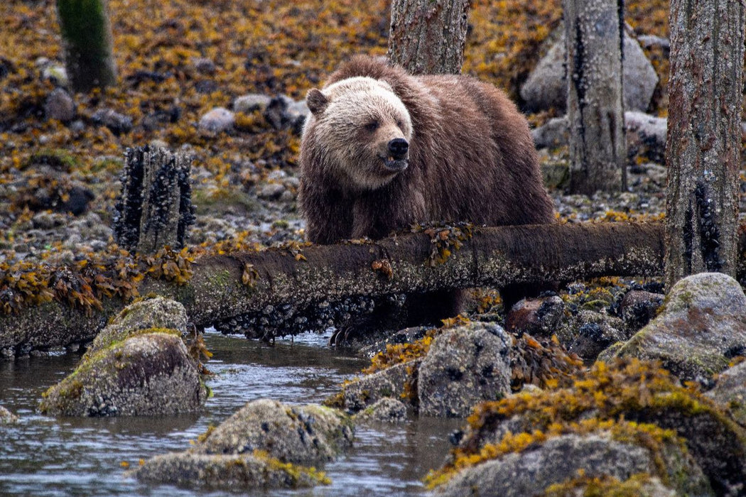 Premium Textil-Leinwand Erste Nahrungssuche