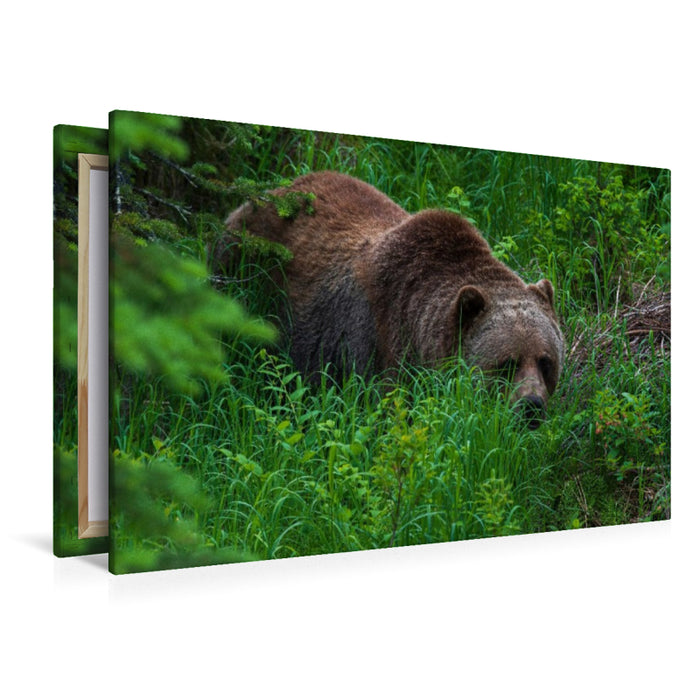 Premium Textil-Leinwand Bär im Grünen
