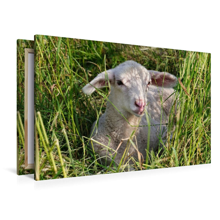 Premium Textil-Leinwand Weißes Lämmchen