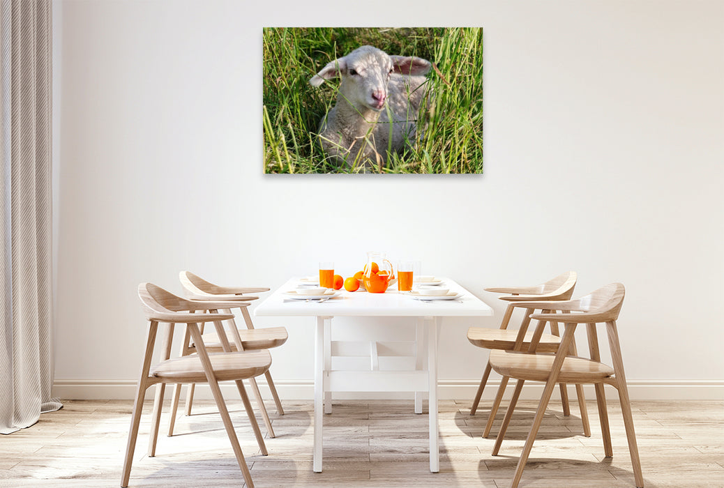 Premium Textil-Leinwand Weißes Lämmchen