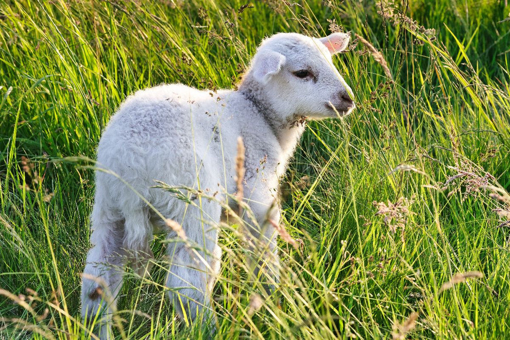 Premium Textil-Leinwand Niedliches Schäfchen