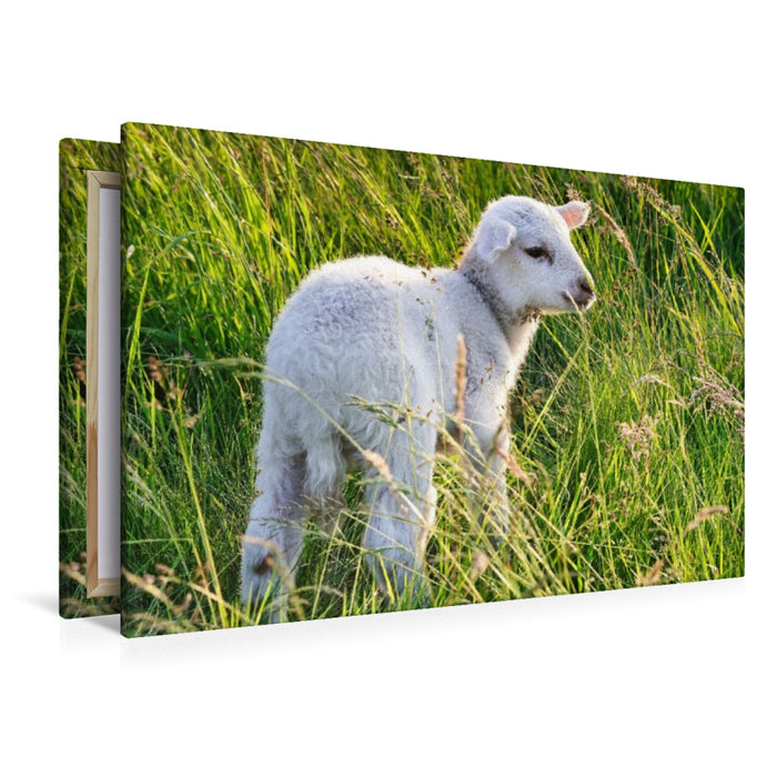 Premium Textil-Leinwand Niedliches Schäfchen