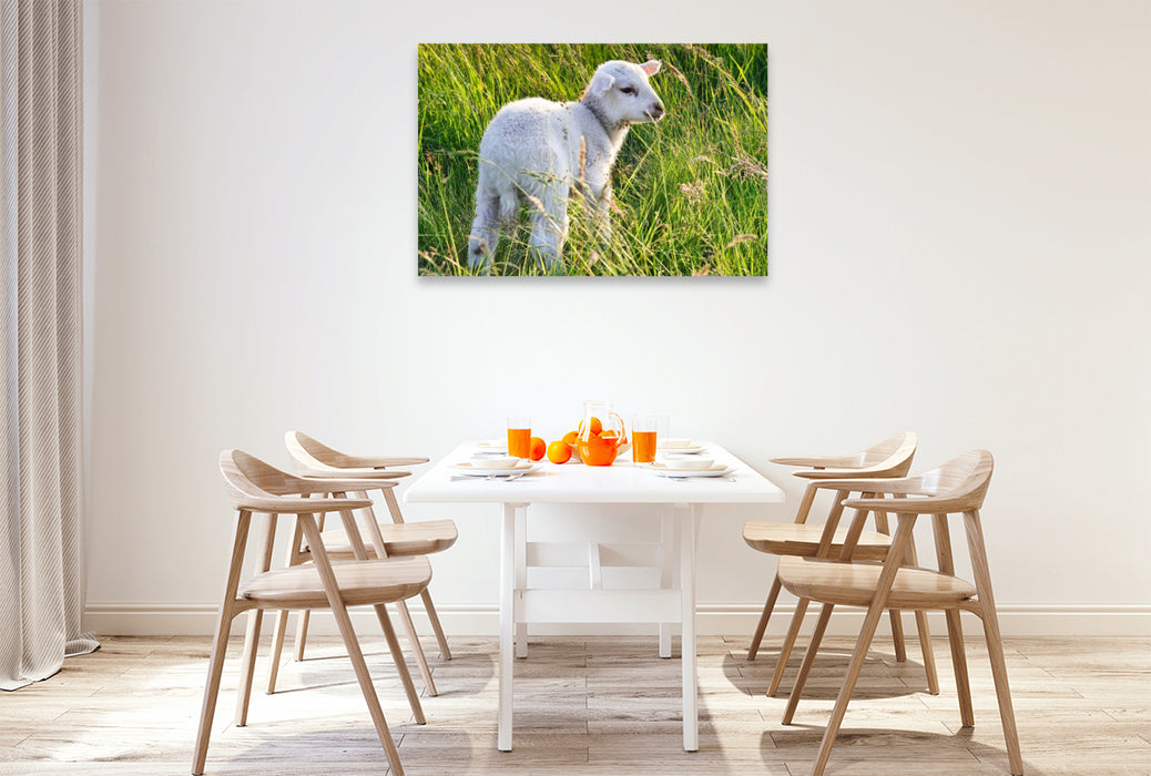 Premium Textil-Leinwand Niedliches Schäfchen