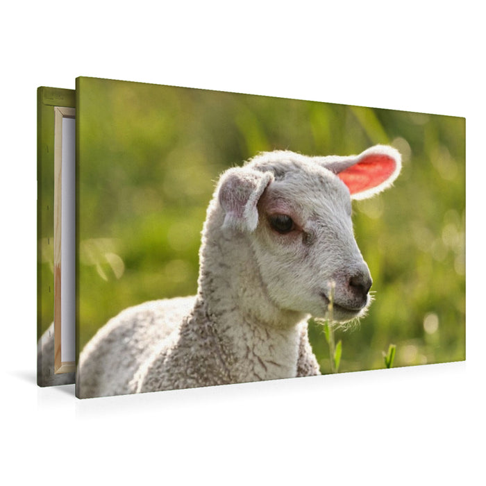 Premium Textil-Leinwand Selbstbewusstes Lamm