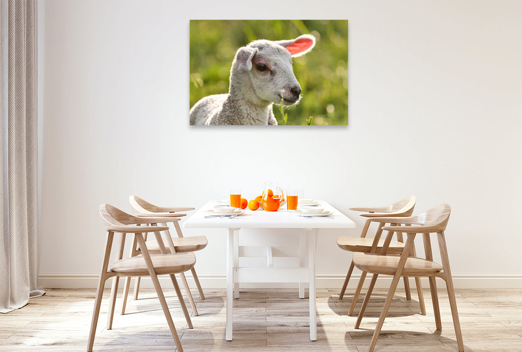 Premium Textil-Leinwand Selbstbewusstes Lamm