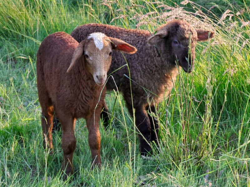 Braune Schäfchen - CALVENDO Foto-Puzzle'