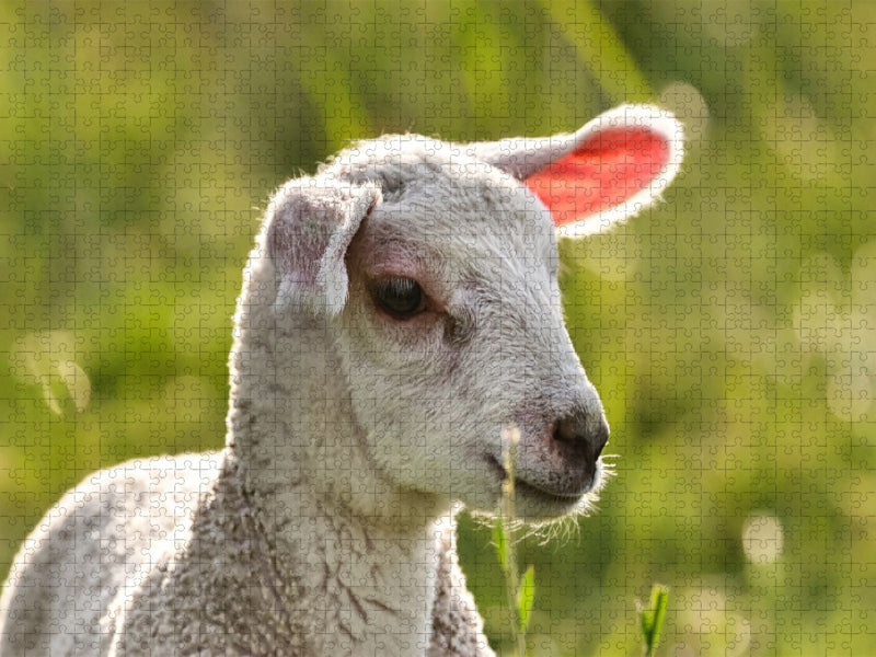 Selbstbewusstes Lamm - CALVENDO Foto-Puzzle'