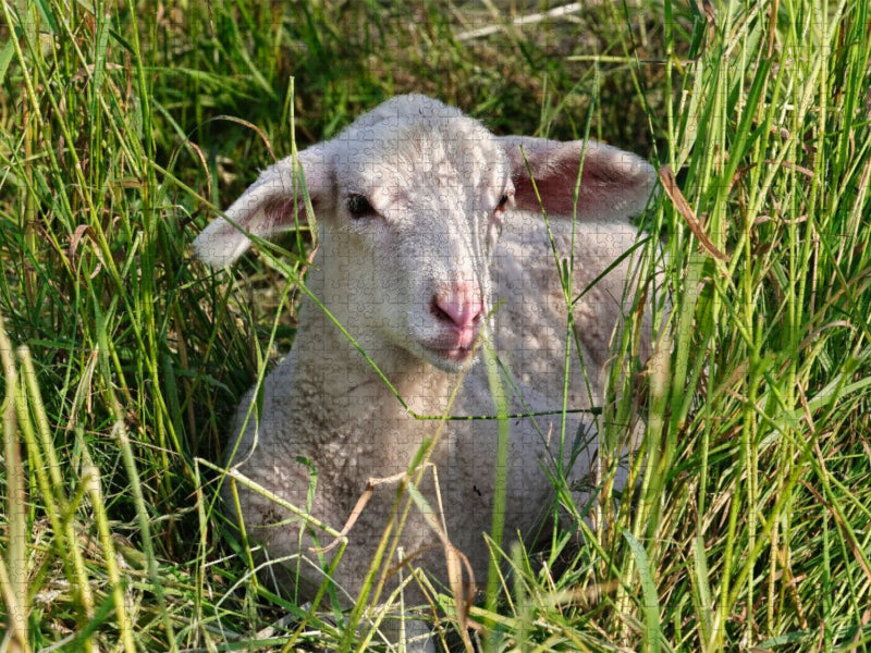 Weißes Lämmchen - CALVENDO Foto-Puzzle'