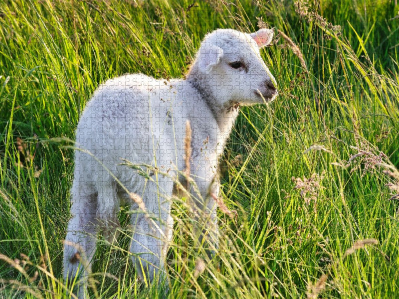 Niedliches Schäfchen - CALVENDO Foto-Puzzle'