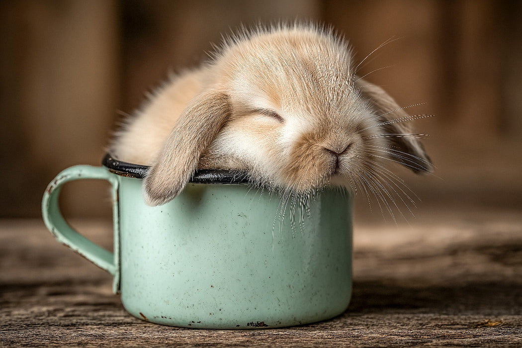 Premium Textil-Leinwand Schlafendes Häschen in Tasse - Gemütlichkeit in ihrer süßesten Form