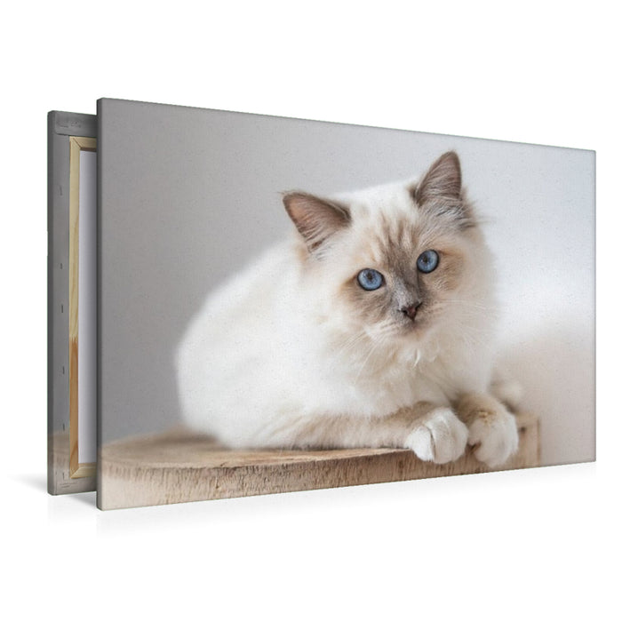 Premium Textil-Leinwand Heilige Brima Katze - Kalani