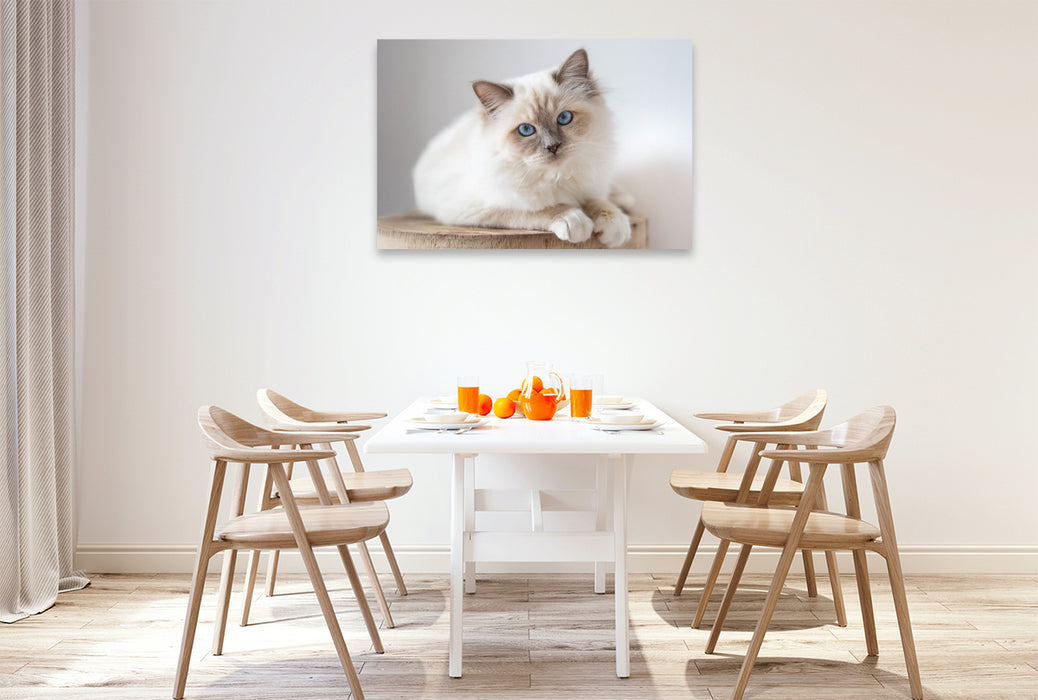 Premium Textil-Leinwand Heilige Brima Katze - Kalani