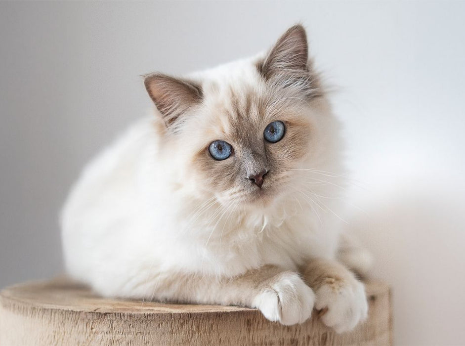 Heilige Brima Katze - Kalani - CALVENDO Foto-Puzzle'