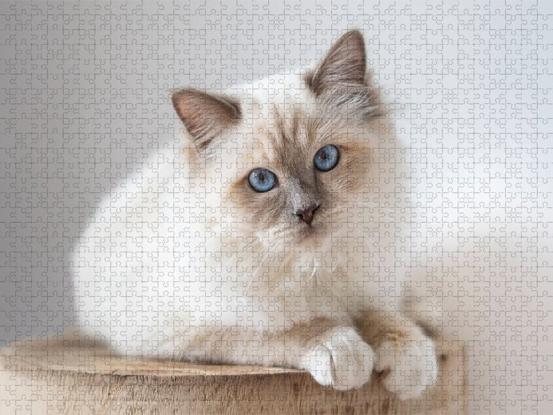 Heilige Brima Katze - Kalani - CALVENDO Foto-Puzzle'