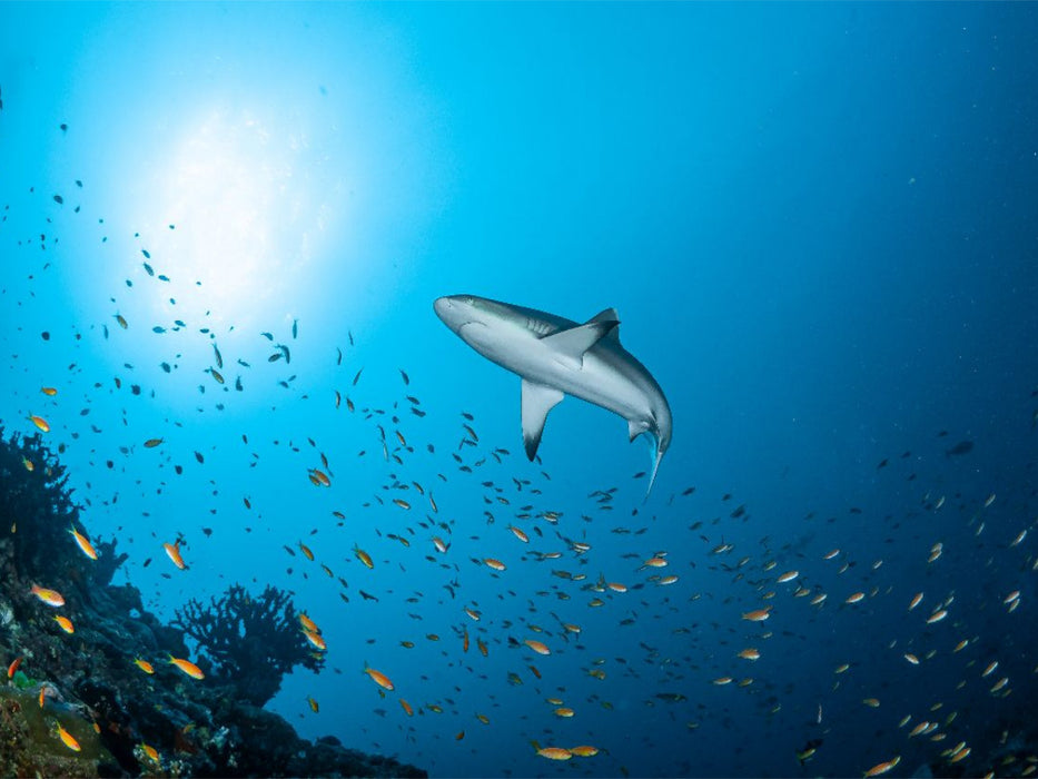 Grauer Riffhai - CALVENDO Foto-Puzzle'