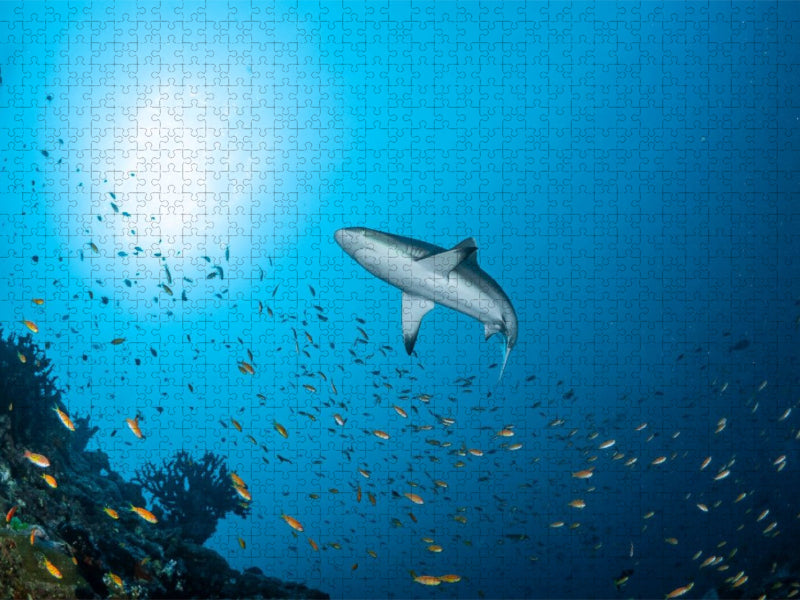 Grauer Riffhai - CALVENDO Foto-Puzzle'
