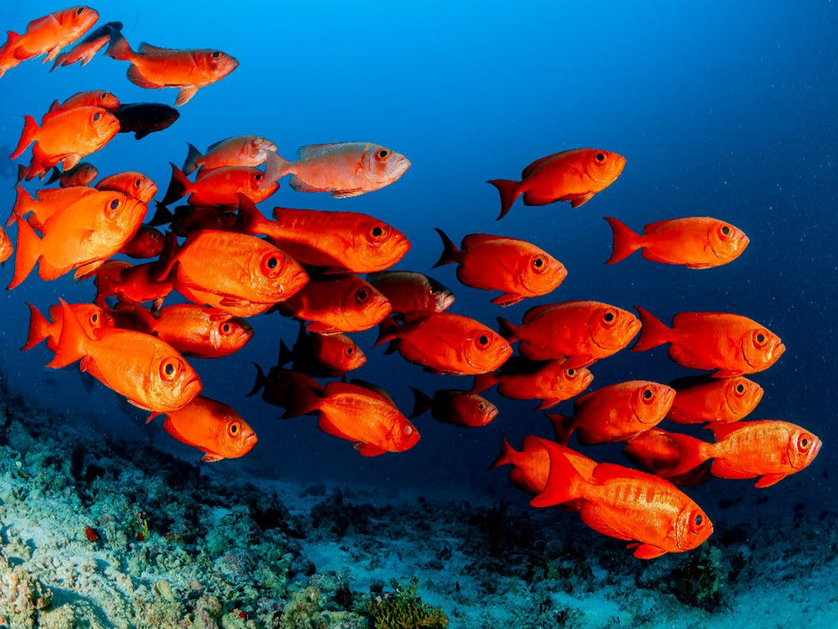 Soldatenfische - CALVENDO Foto-Puzzle'