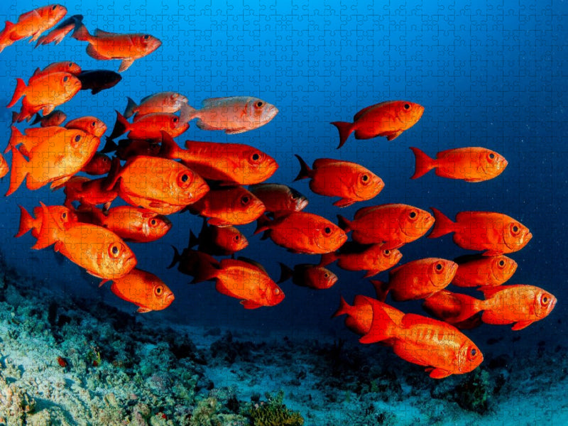 Soldatenfische - CALVENDO Foto-Puzzle'