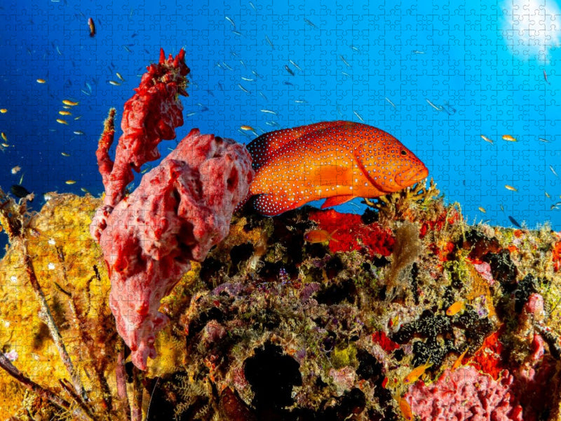 Juwel-Zackenbarsch im Korallenriff - CALVENDO Foto-Puzzle'