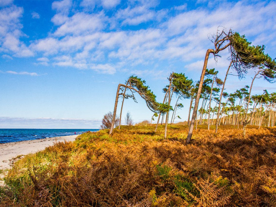 Am wilden Darßer Weststrand - CALVENDO Foto-Puzzle'