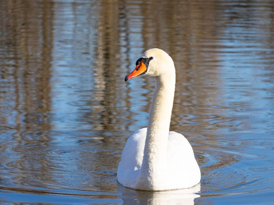 Schwan - CALVENDO Foto-Puzzle'