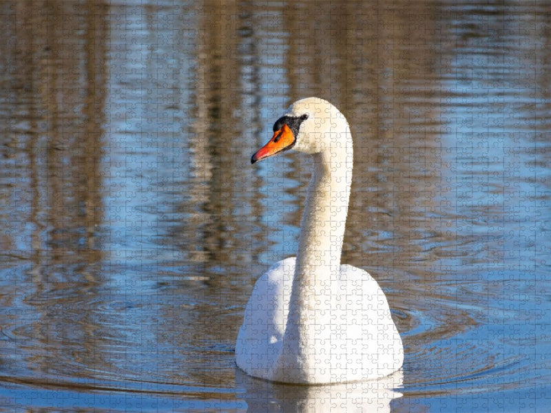 Schwan - CALVENDO Foto-Puzzle'