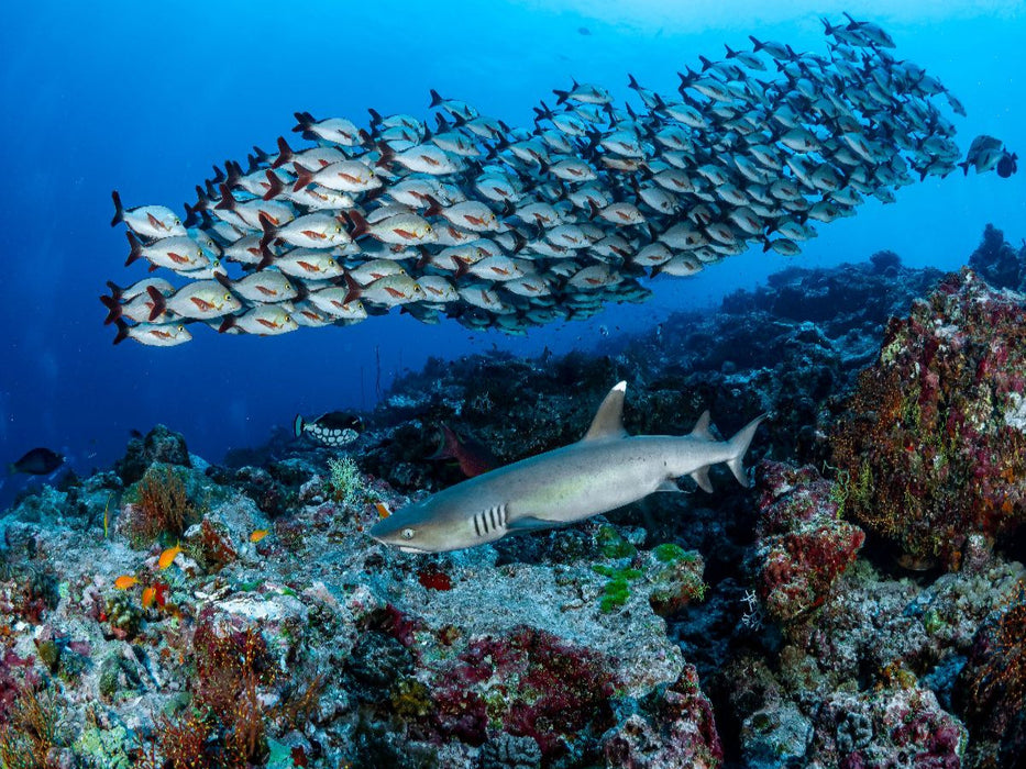 Weisspitzenhai + Buckelschnapper - CALVENDO Foto-Puzzle'