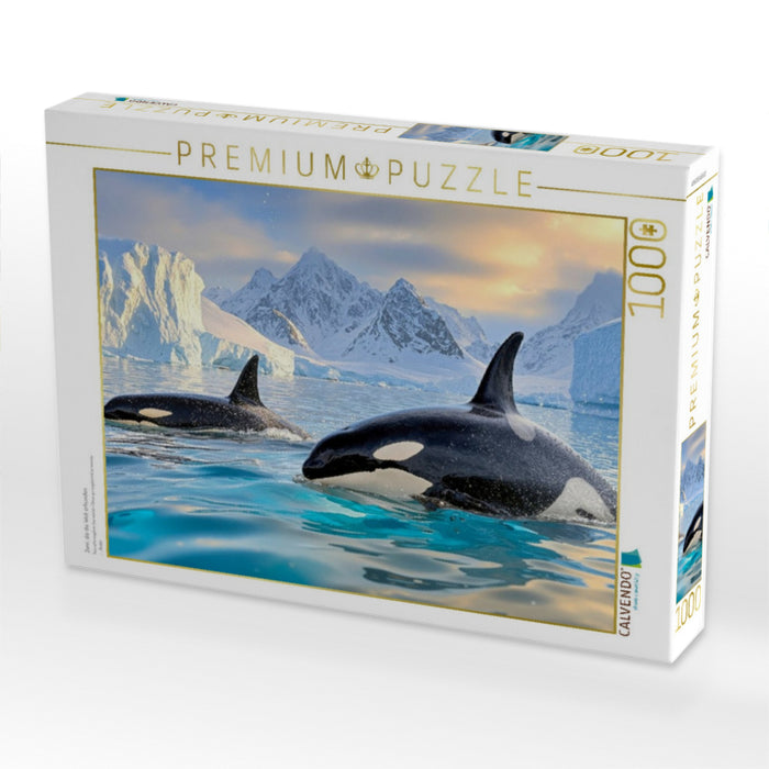 Zwei, die die Welt erkunden - CALVENDO Foto-Puzzle'