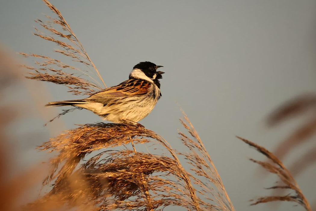 Premium Textil-Leinwand Federsee Ried