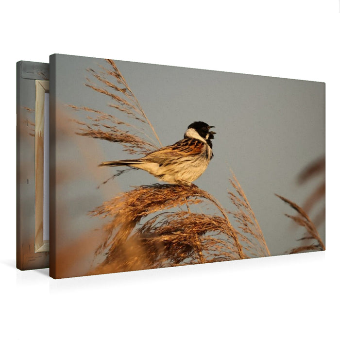 Premium Textil-Leinwand Federsee Ried