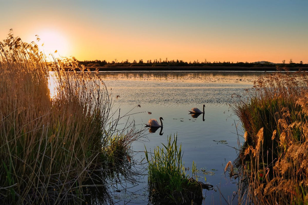 Premium Textil-Leinwand Federsee Ried