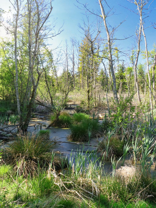 Steinacher Ried - CALVENDO Foto-Puzzle'