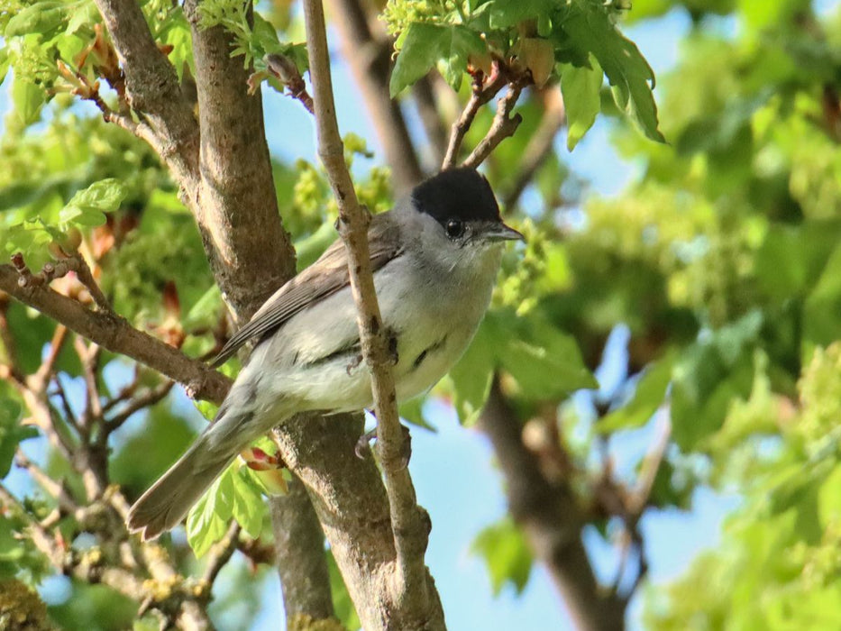 Mönchsgrasmücke - CALVENDO Foto-Puzzle'
