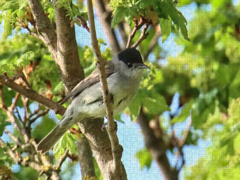Mönchsgrasmücke - CALVENDO Foto-Puzzle'