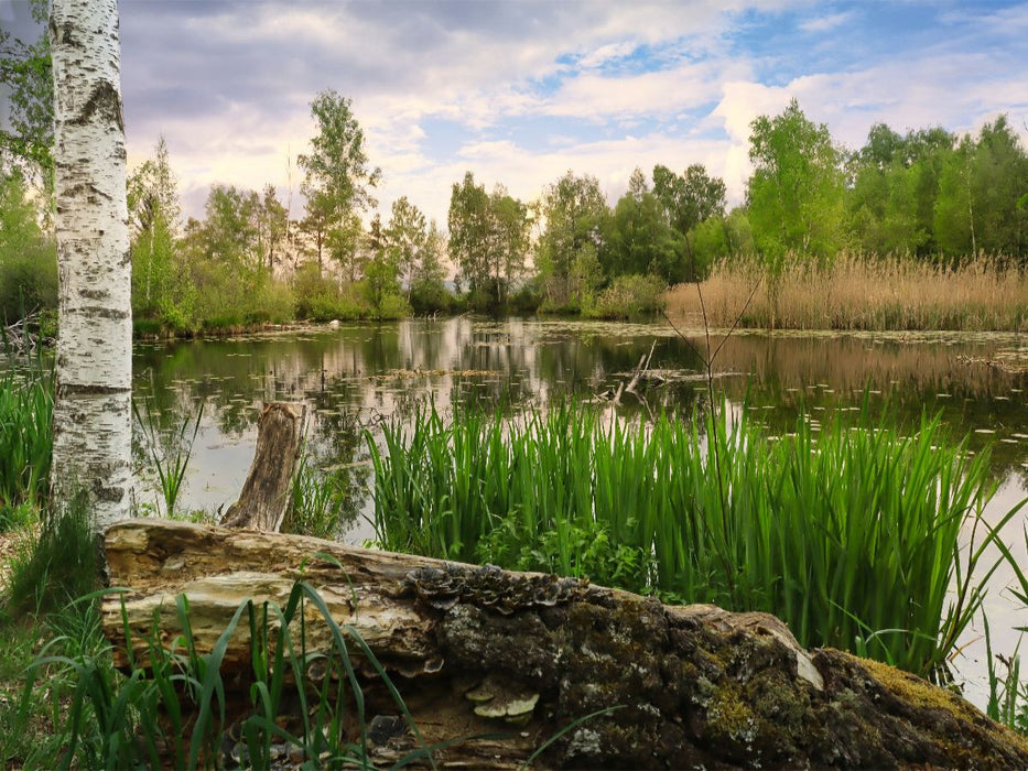 Pfrunger-Burgweiler Ried - CALVENDO Foto-Puzzle'