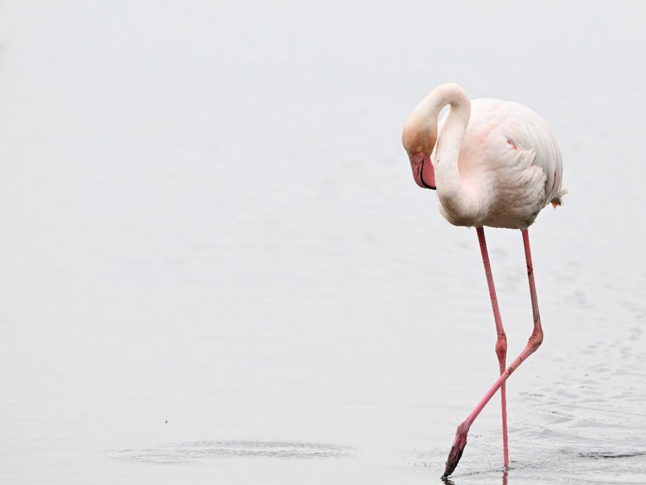 Flamingo - CALVENDO Foto-Puzzle'
