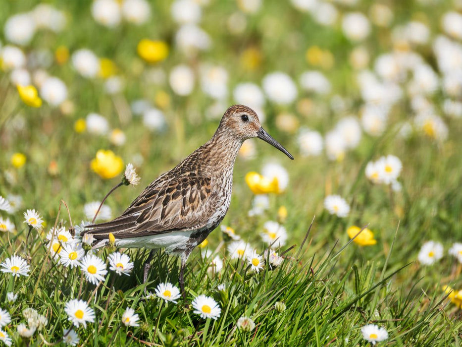 Alpenstrandläufer im Gras - CALVENDO Foto-Puzzle'
