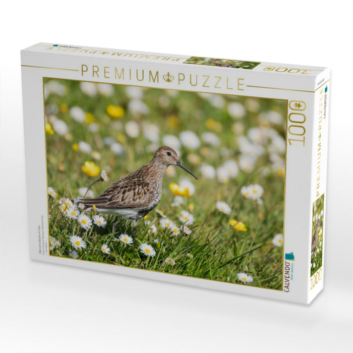 Alpenstrandläufer im Gras - CALVENDO Foto-Puzzle'