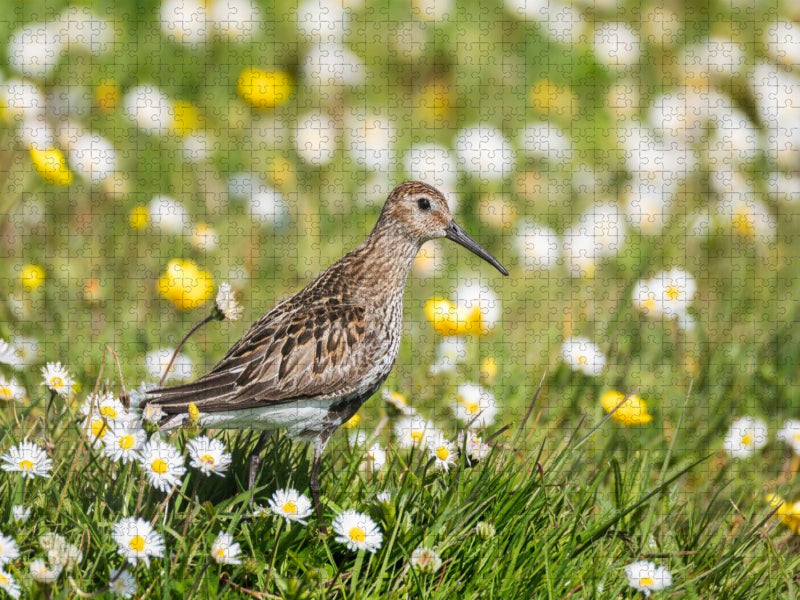 Alpenstrandläufer im Gras - CALVENDO Foto-Puzzle'