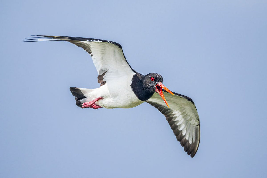 Premium Textil-Leinwand Austernfischer