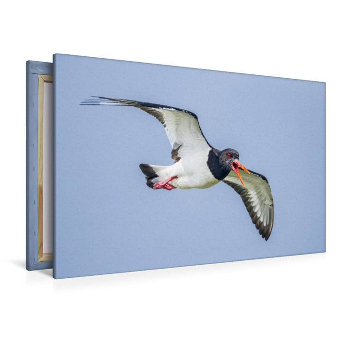 Premium Textil-Leinwand Austernfischer