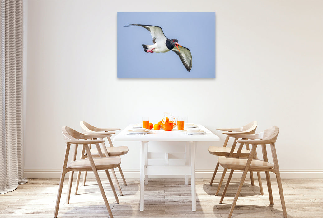 Premium Textil-Leinwand Austernfischer